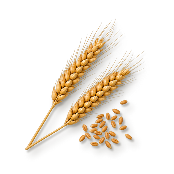 Pšenični protein